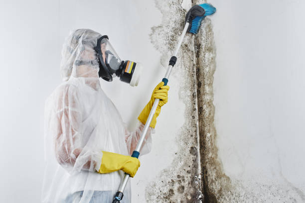 Best Residential Mold Remediation in Fort Polk North, LA