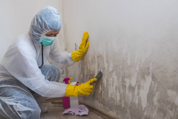 Best Post-Flood Mold Remediation in Fort Polk North, LA