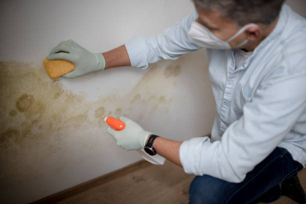 Best Basement Mold Remediation in Fort Polk North, LA