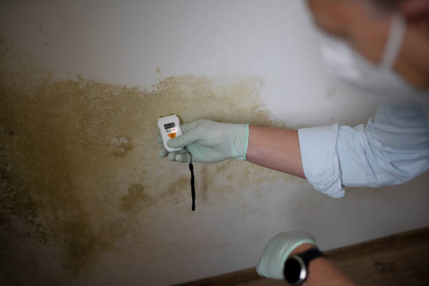Best DIY Mold Remediation Support Services in Fort Polk North, LA