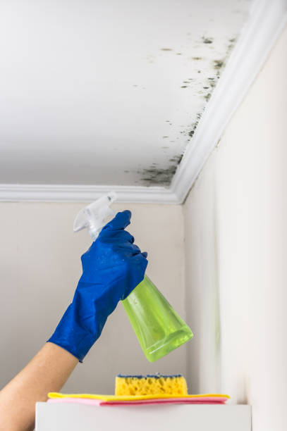 Best White Mold Remediation in Fort Polk North, LA